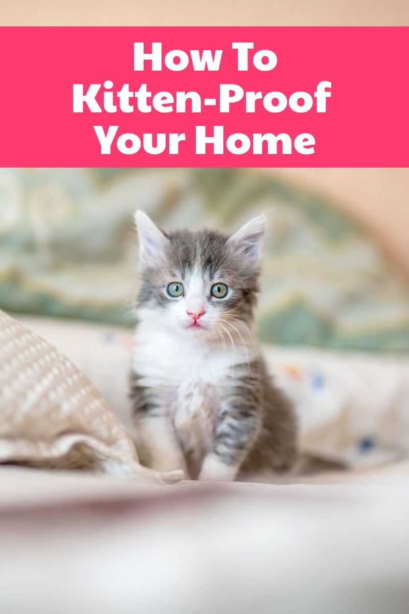 Want to learn how to kitten-proof your home?  Use these tips and you'll keep your home and your new furry friend safe.