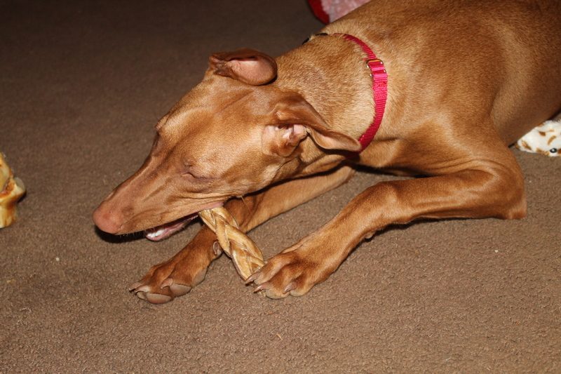 Complete Guide to the Pharaoh Hound Dog Breed (by Someone Who Actually Has One!)