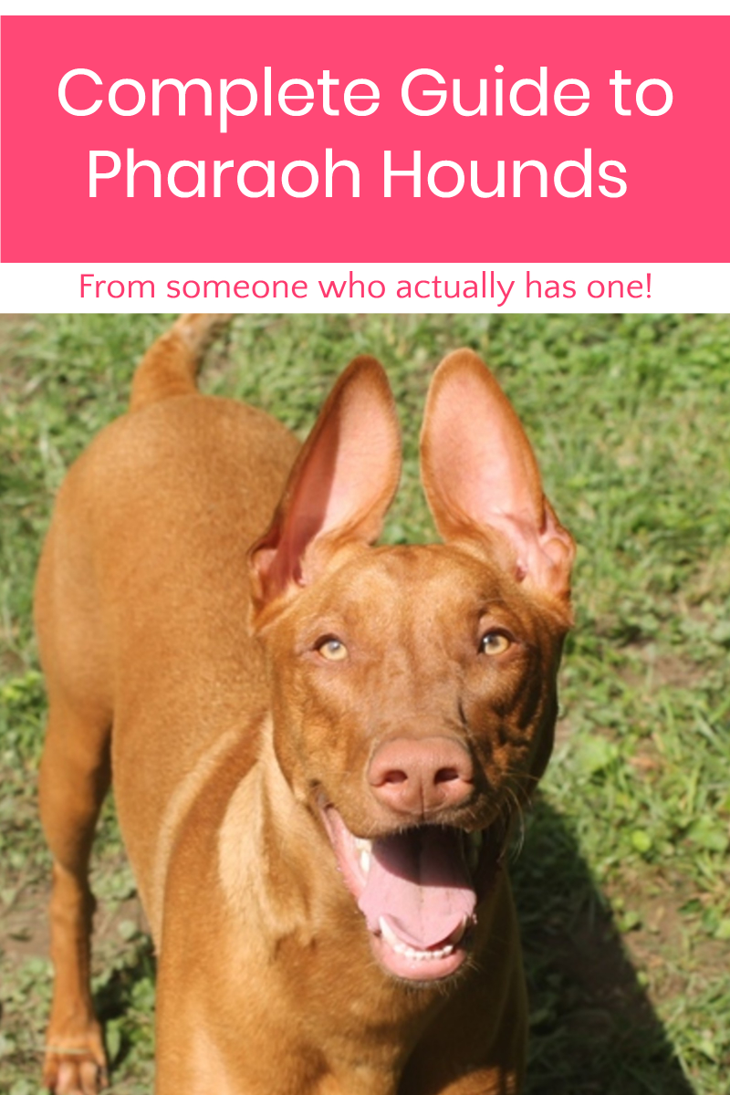 Complete Guide To The Pharaoh Hound Dog Breed By Someone Who Actually Has One Pretty Opinionated