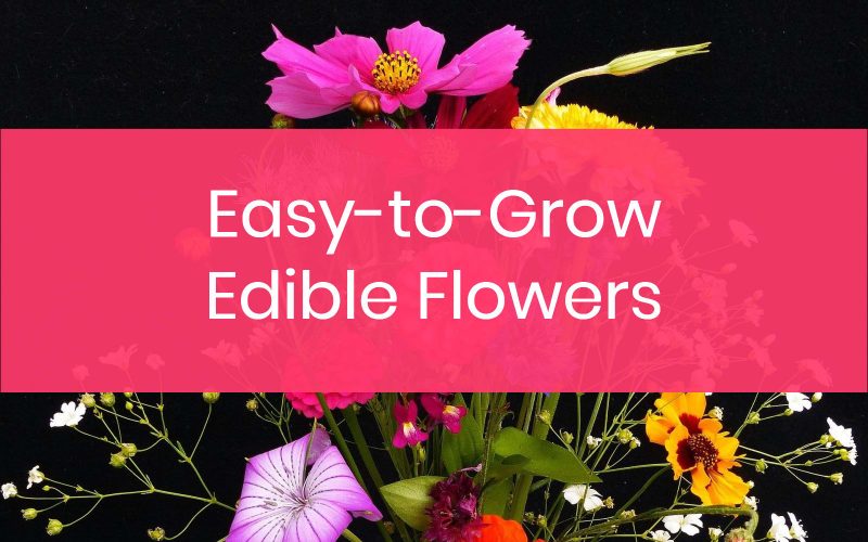 Easy to grow edible flowers for beginners.