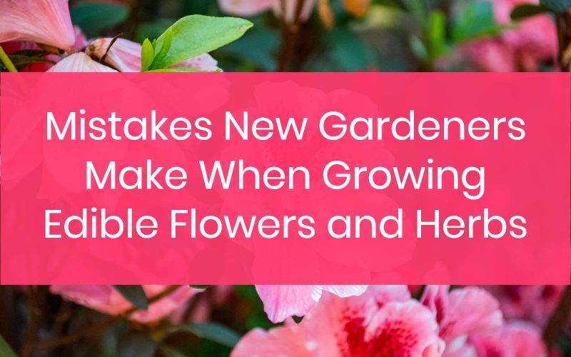 Mistakes New Gardeners Make When Growing Edible Flowers and Herbs