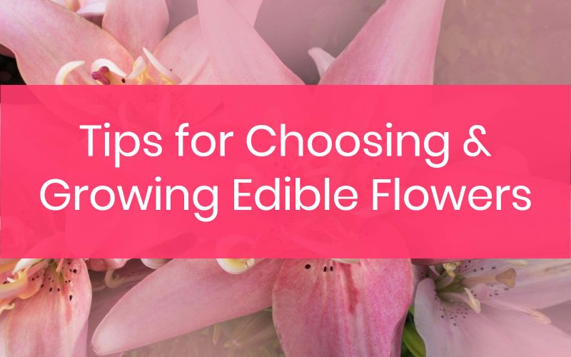 Let's talk about some simple tips for choosing the right edible flowers to grow and actually getting them to sprout.