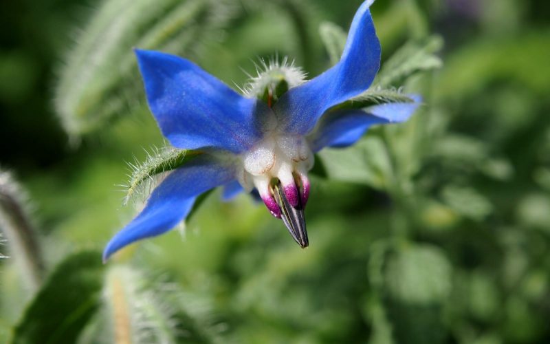 These star-shaped flowers come in pink, violet and blue, and taste slightly of cucumbers. Borage is popular in savory dishes like soups and stews. 