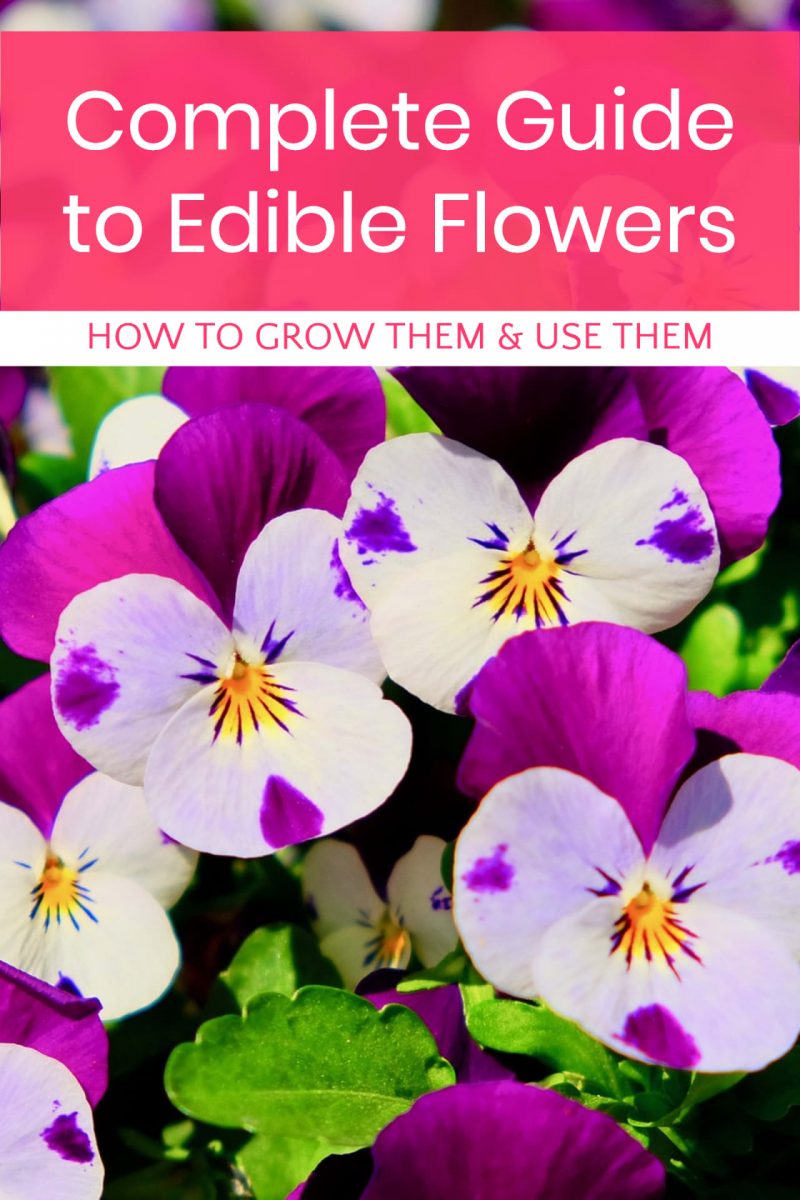 Working on planning your spring garden? Make sure you include some delicious edible flowers! Read on for a complete guide to everything you could ever possibly want to know about growing and using flowers that are as tasty as they are beautiful!