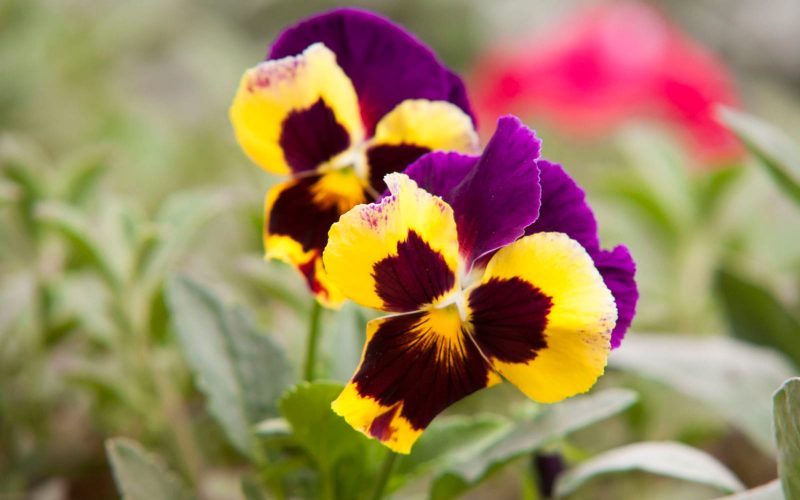 Pansies come in a range of colors and generally taste similar to grapes, which makes them perfect for garnish, salads and even cake decoration.
