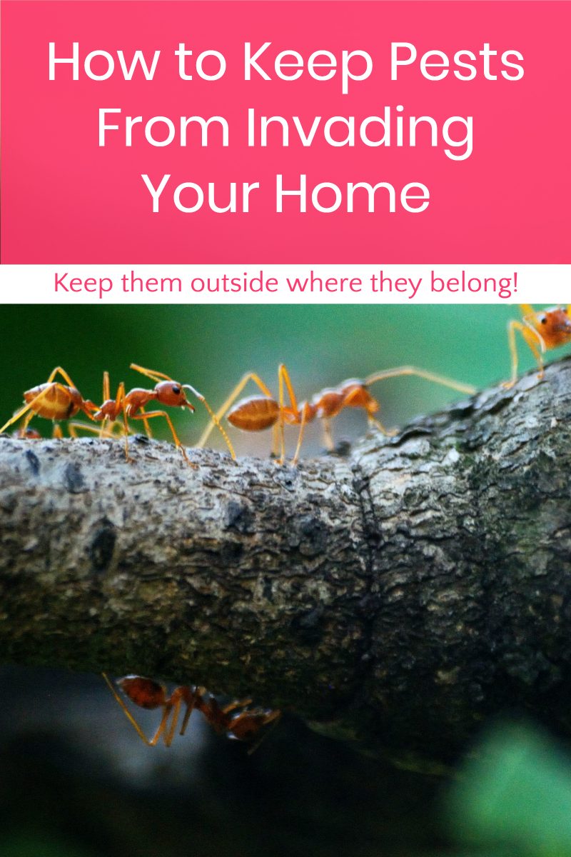 How to Keep Pests from Invading Your Home