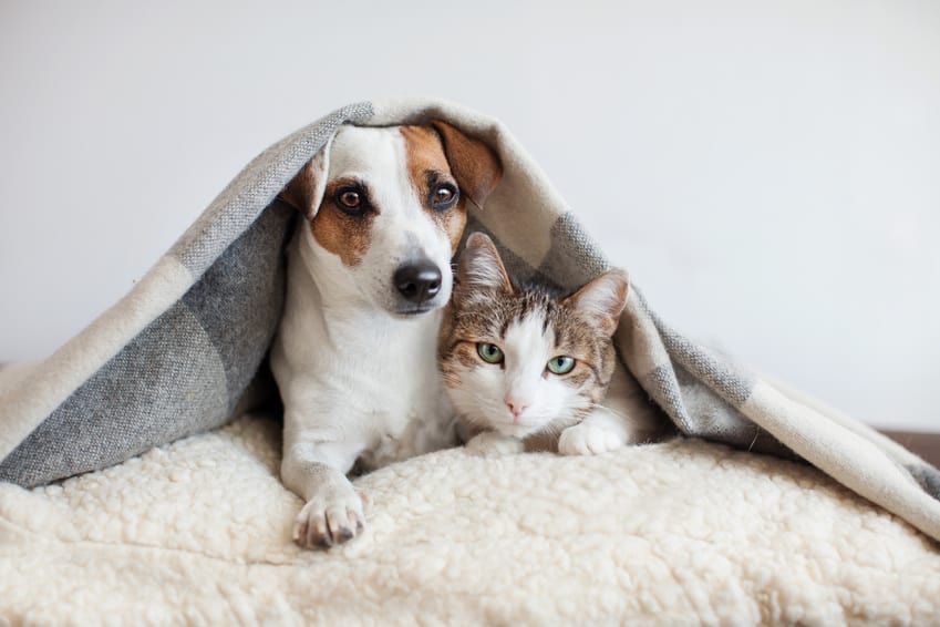 3 Simple Ways to Keep Your Pets Healthy
