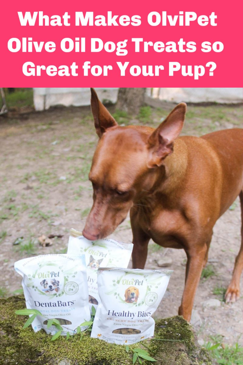 What makes OlviPet Olive Oil dog treats so special? Read on to find out, plus see what Freya thought of them!