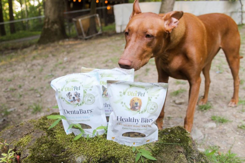 Is olive oil good for dogs? Read on to find out the top 5 benefits plus check out Freya's favorite way to get her daily dose of EVOO!