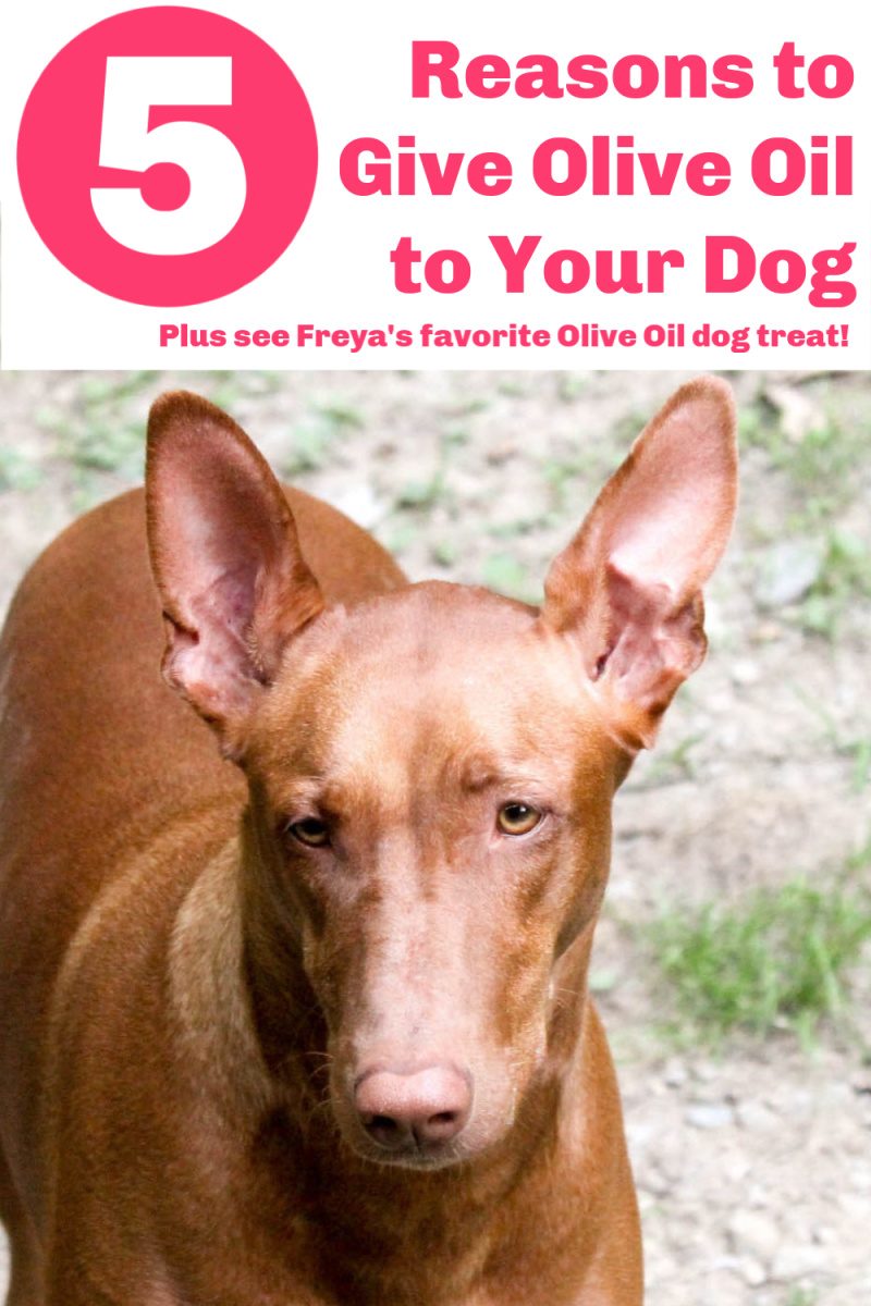Is olive oil good for dogs? Turns out that many of the same reasons why you should add olive oil to your own diet also go for your dog, too! Read on to find out what they are, plus check out Freya's favorite way to get her daily dose of EVOO!