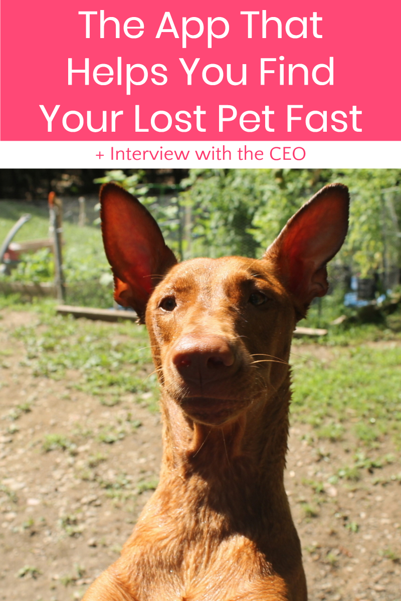 Did you know that there's a fantastic free app that will help you find your lost pet fast? It's called PawScout, and after reading my interview with the CEO, you'll see why it needs to be on everybody's phone! Yep, even if you don't own a pet!