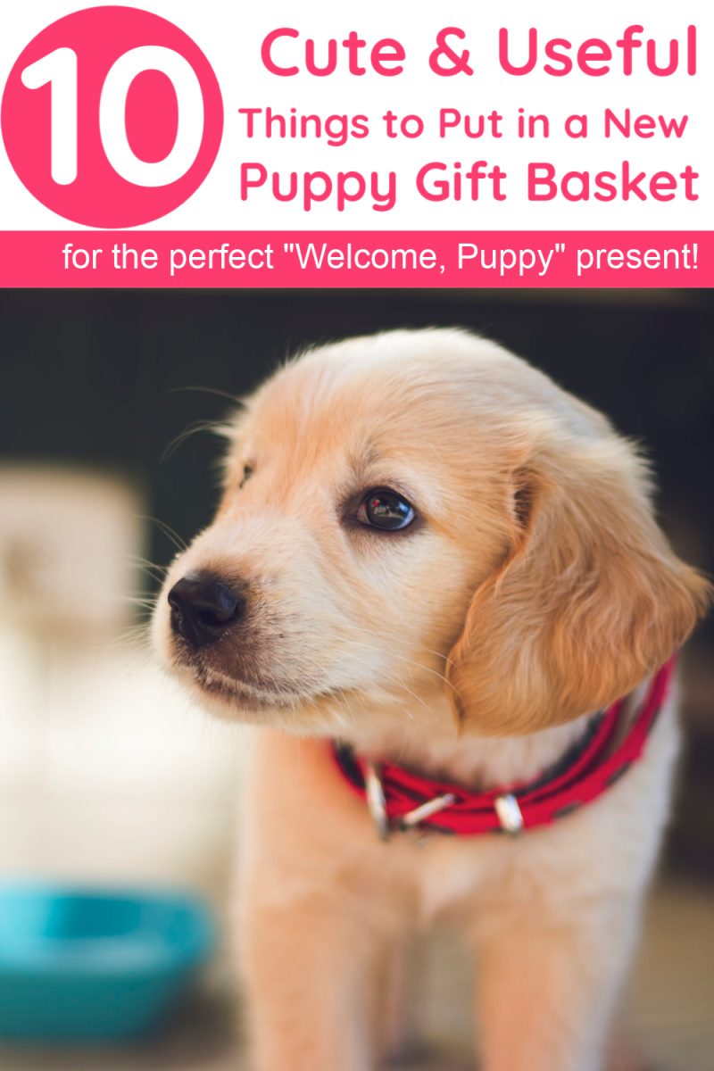 10 Things To Put In A Welcome To The Family New Dog Gift Basket