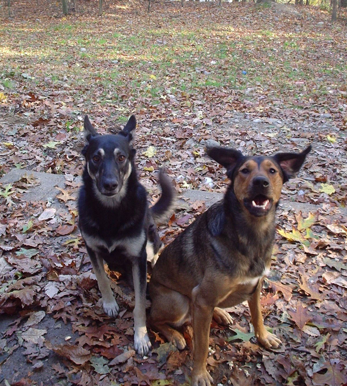 Foto Friday: Batdog