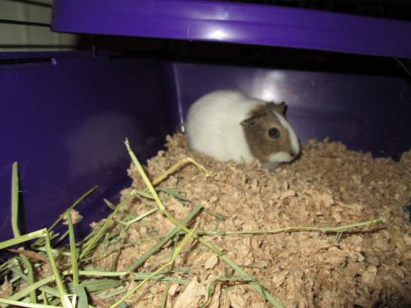 Welcome to the Family, Krystal the Guinea Pig