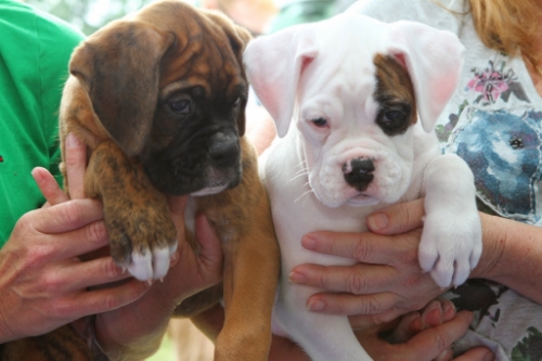 Find the Best Purebred Dog for Your Family with American Kennel Club