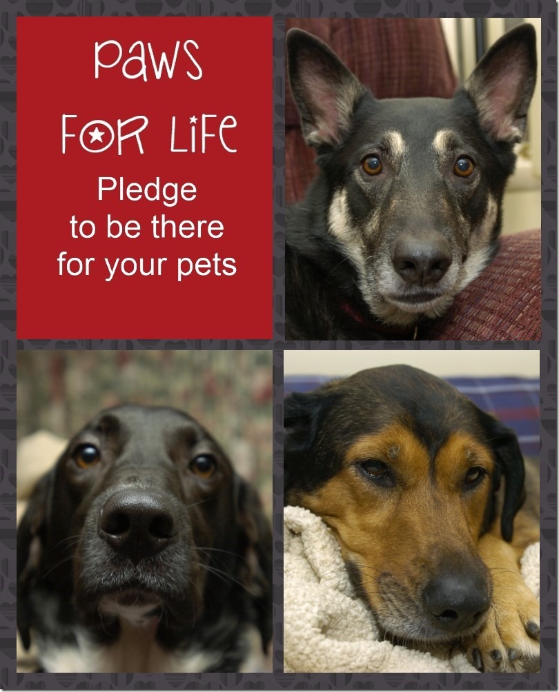 Take the Paws 4 Life Pledge and Be There for Your Pets