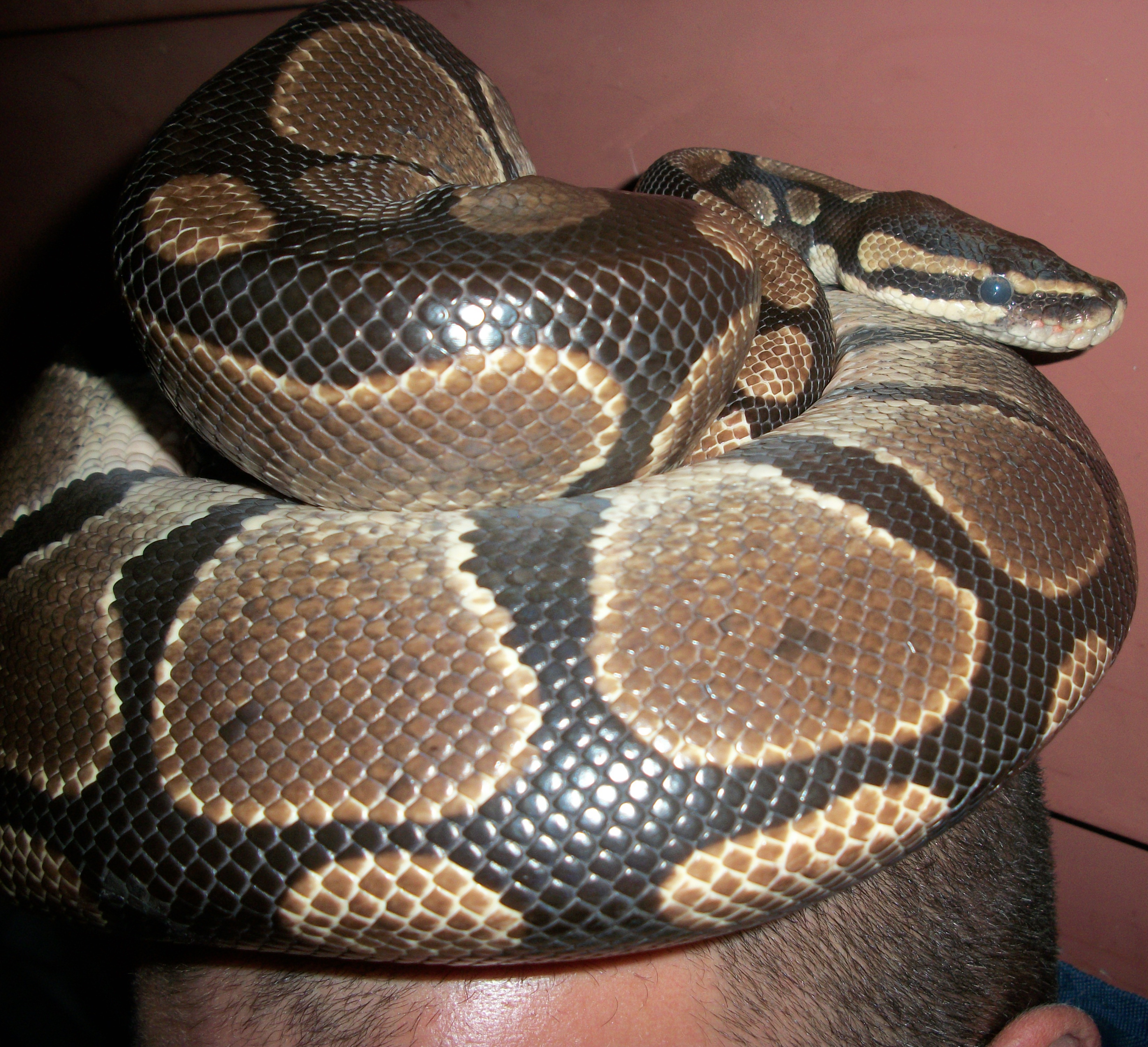What I Learned About Snakes By Snuggling a Python #ReptileCare