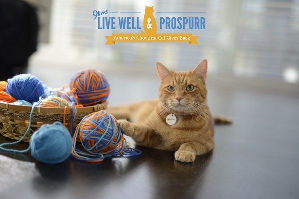 Tips for Hanging Out From Morris the Cat + Q&A with the Star Kitty Himself!