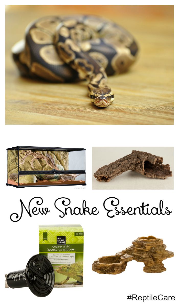 What Do You Need to Know Before Bringing Home a Snake? #ReptileCare