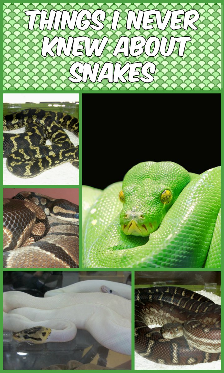 Things I Never Knew About Snakes Before Sess #ReptileCare
