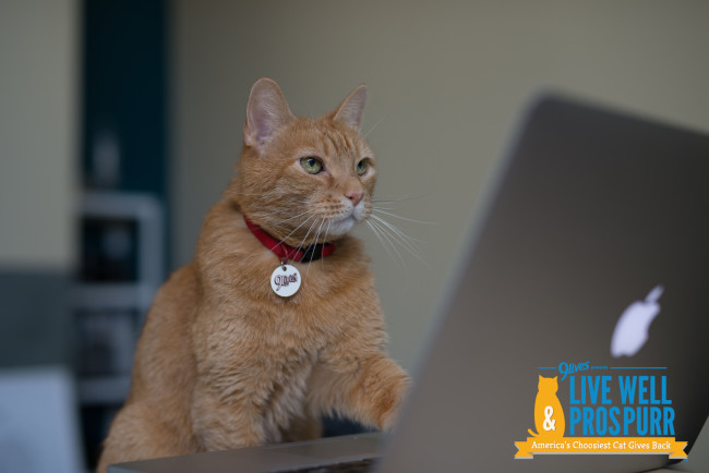 Morris Helps Cats Train Their Humans to Live A Little & Play a Little More #MorrisFeeds