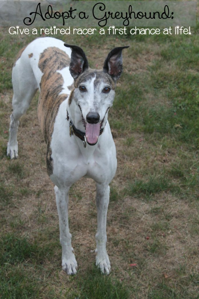 Give a “Retired Racer” a First Chance at Life: Adopt a Greyhound