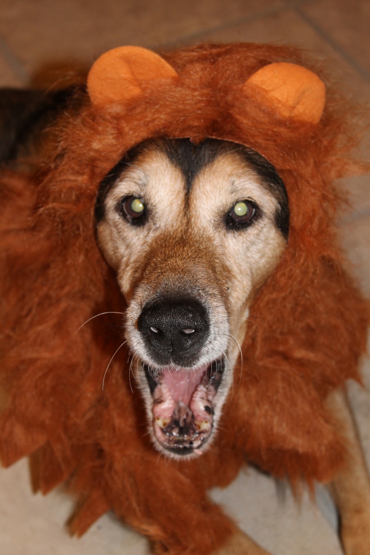 The Results are In: Dogs LOVE Howl-O-Ween + Hilarious Pictures of my Dogs in Costume!