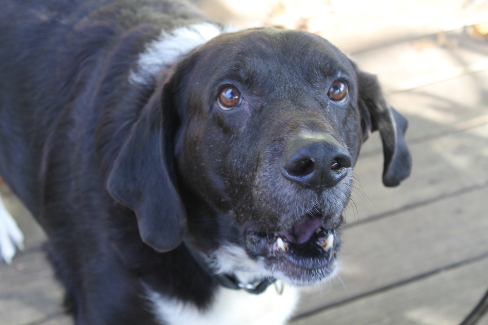 6 Weeks Turned Coop Into An AvoDerm Customer for Life #AvoDermNatural