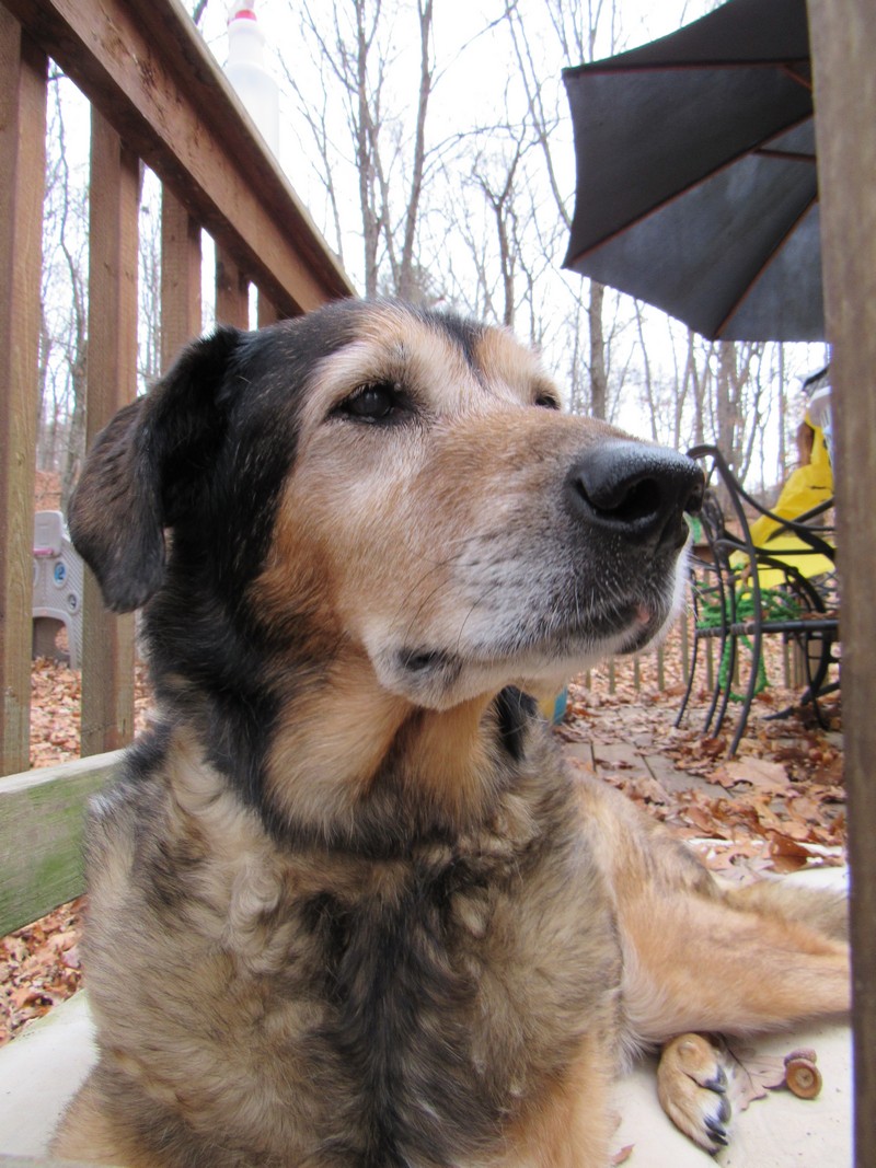 Keeping Maia’s Clever Mind Sharp with Purina Pro Plan #BrightMind