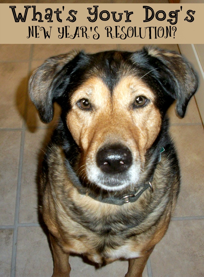 What Are Your Dog’s New Year’s Resolutions?  #milkbone