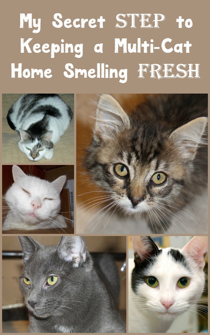 My Secret “Step” to Keeping My Multi-Cat Home FRESH? #FreshStepFebreze!