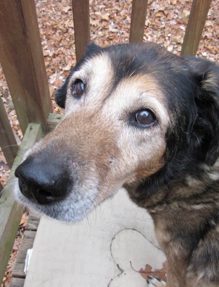 My Brilliant Dog’s Purina Pro Plan #BrightMind Experience