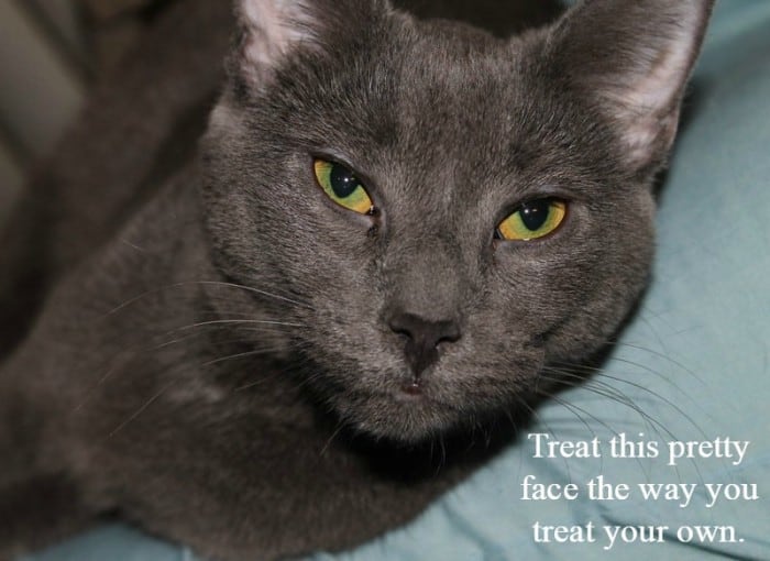 Treat Your Pet’s Skin the Way You Treat Your Own with Pet Caress + a Fun Twitter Party!