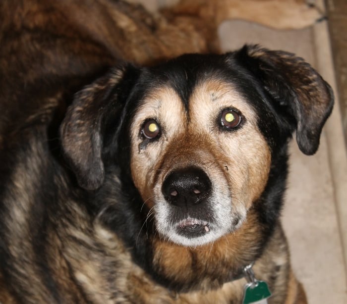 Saying Goodbye to Maia: The Worst 4th of July Ever