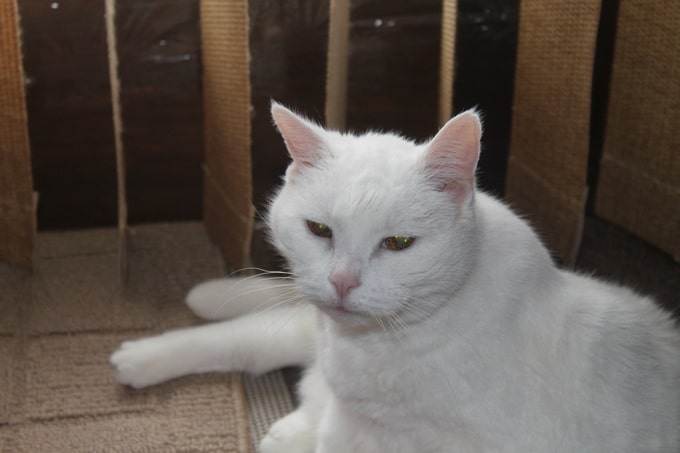What You Need to Know About Your Senior Cat’s Kidney Health   #askyourvet