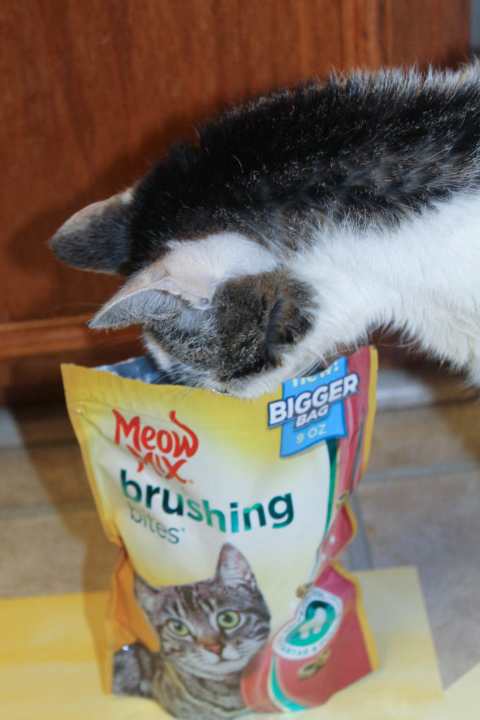 Keep your cat's dental health on track with Meow Mix Brushing Bites! Check them out!