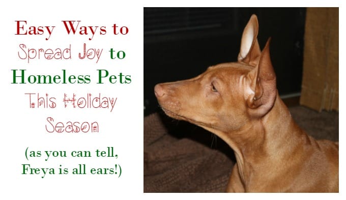 Be a Joy Maker & Spread Cheer to Animals in Need During the Holidays