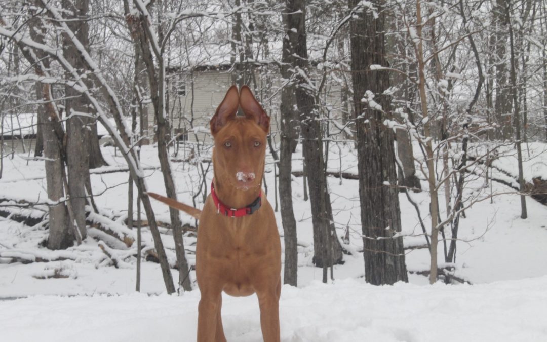 Sort Of Wordless Wednesday: Fuzz with a Buzz & Snow Day Fun with Freya