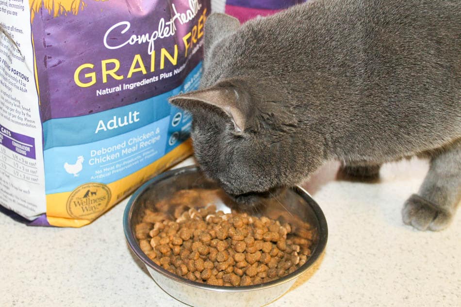 5 Kittytastic Ways to Make This “The Year of the Cat” #HealthyMeetsHappy