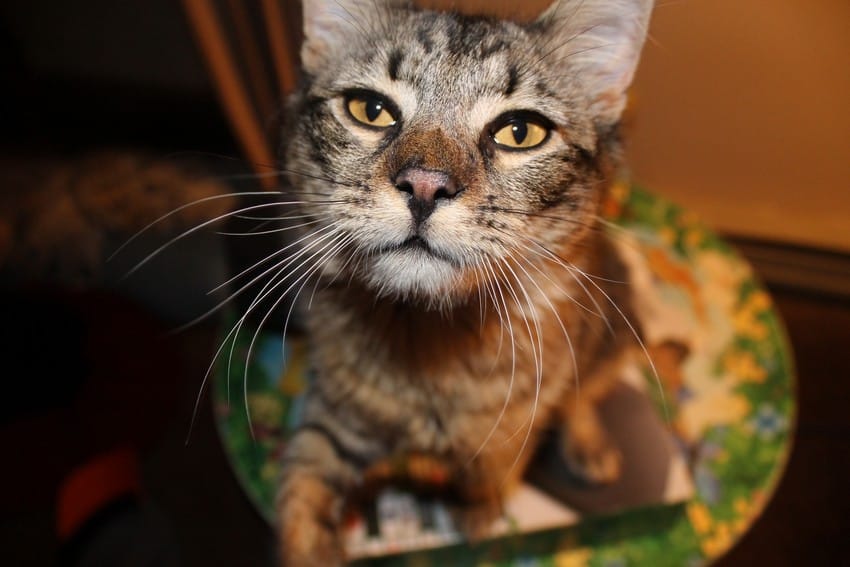 It’s a Jungle In Here: 5 Tips for Creating a Harmonious Pet-Friendly Home