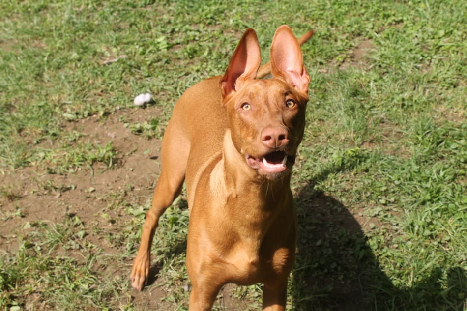 7 Ways to Keep Your High-Energy Dog Safe AND Satisfied During the Summer