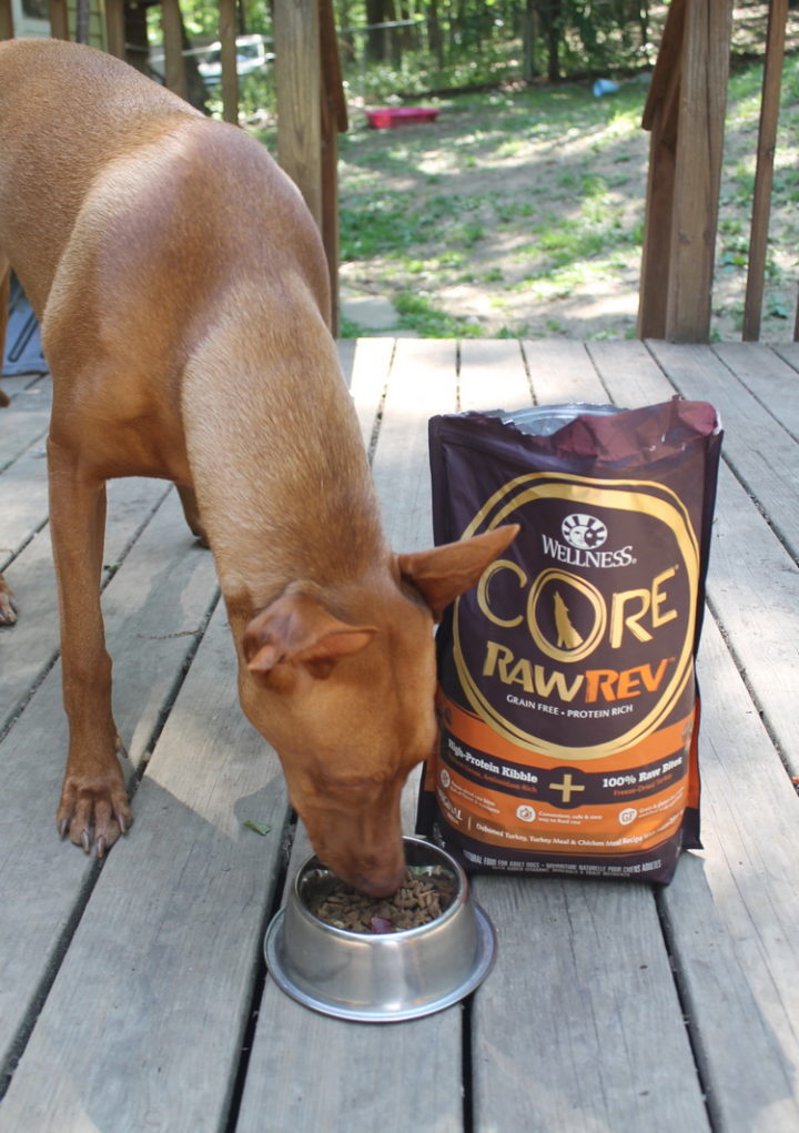 How do you keep your high-energy dog safe AND satisfied on blazing hot summer days? Check out my tried and true tips that work with my extremely active Pharaoh Hound!