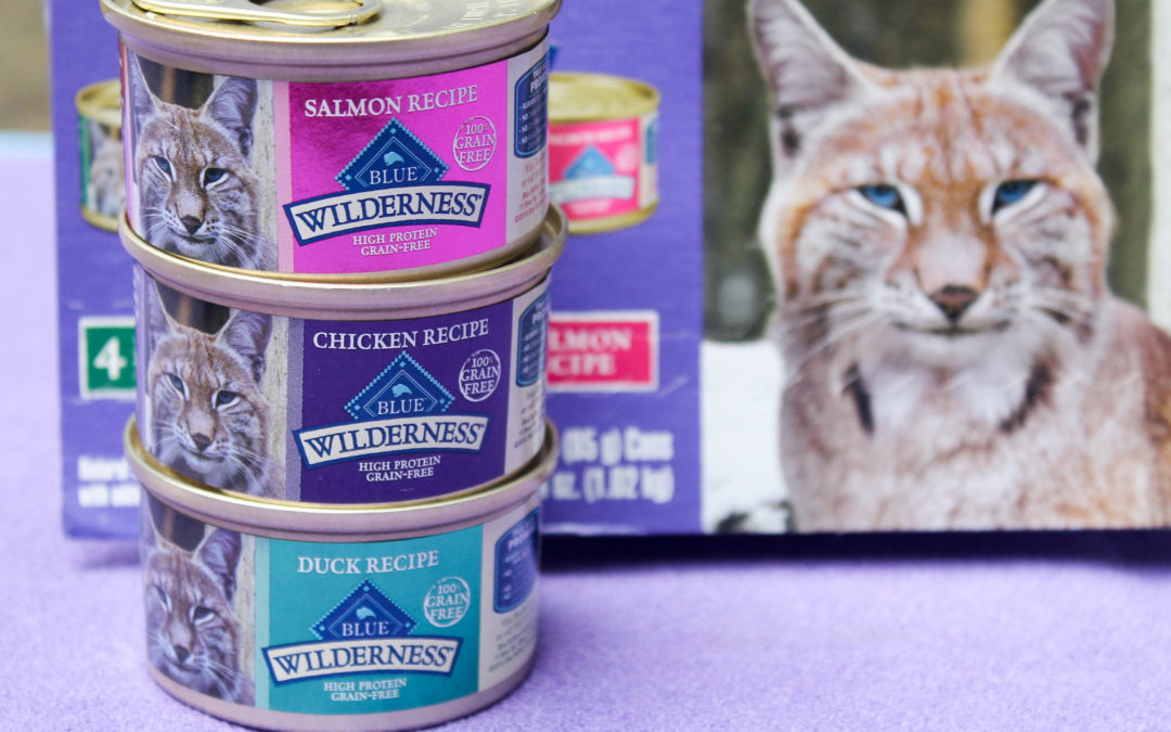 Why Should You Feed Your Cats Canned Food?