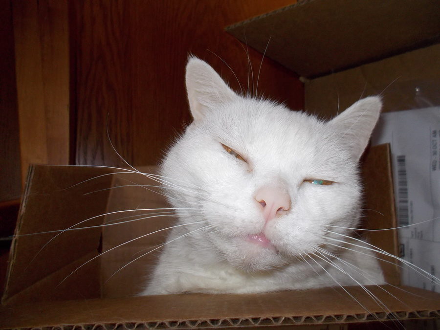Half of My Life, I Had a Cat Named Malkav