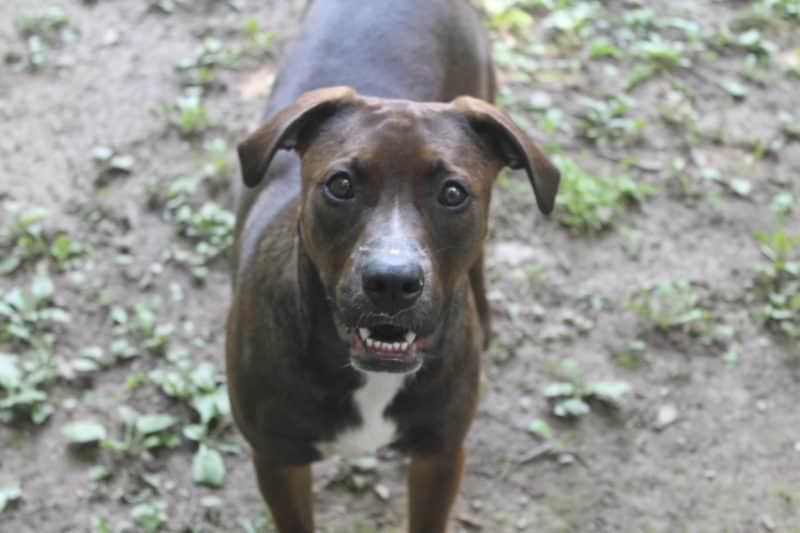 View of 7 Ways To Help Pets Deal With Separation Anxiety
