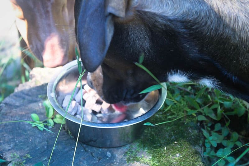 3 Things I Learned From Vet About My Itchy Dog