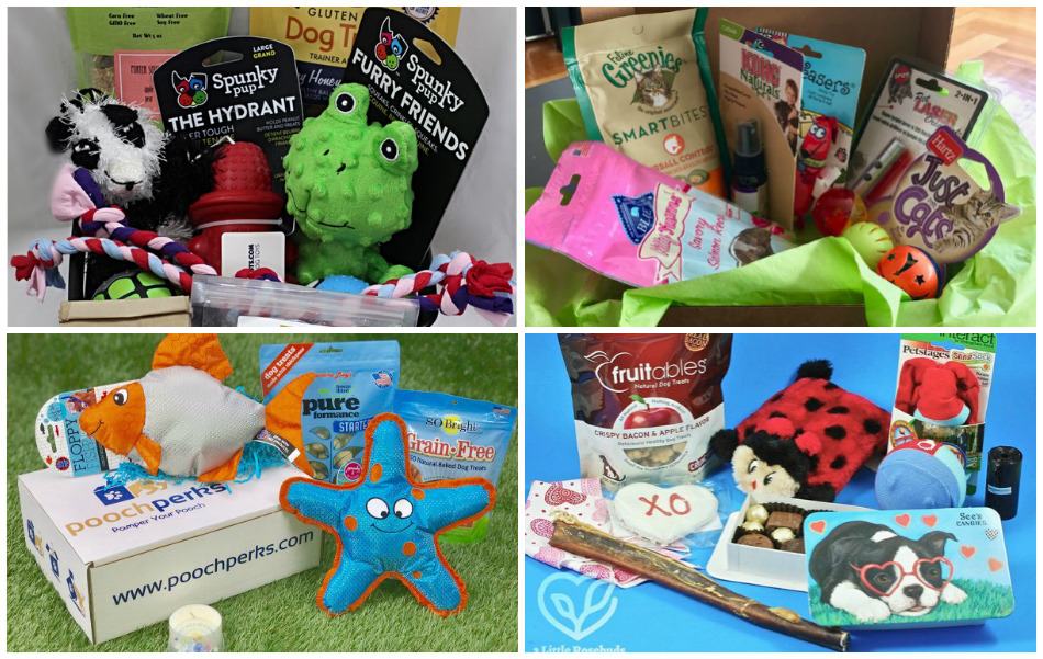 10 Fabulous Pet Subscription Boxes Your Cats & Dogs Are Begging For!