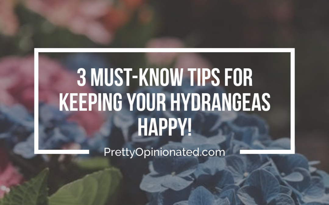 Keeping Your Hydrangeas Happy: Tips For Well-Meaning Gardeners