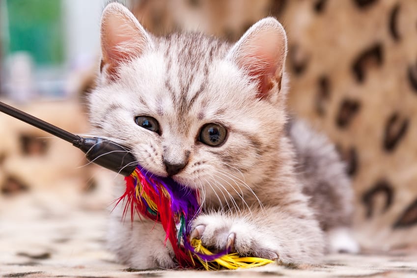 How To Kitten-Proof Your Home in 4 Easy Steps