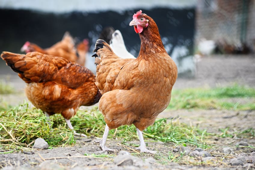 Chicken Owners Who Love Having Chickens Are Becoming Overladen With Eggs